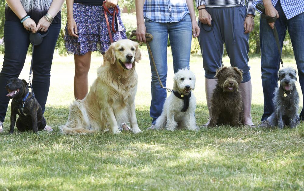 All Seasons Pet Resort: Service Image-1 All Seasons Pet Resort: Service Image-1