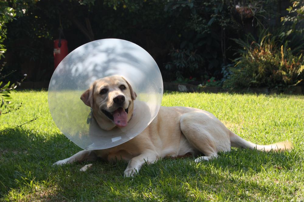 All Seasons Pet Resort: Service Image-2 All Seasons Pet Resort: Service Image-2