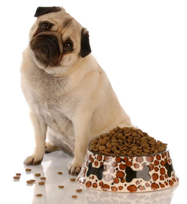 All Seasons Pet Resort: Service Image-3 All Seasons Pet Resort: Service Image-3