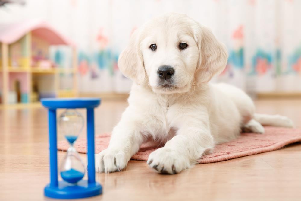 All Seasons Pet Resort: Service Image-4 All Seasons Pet Resort: Service Image-4