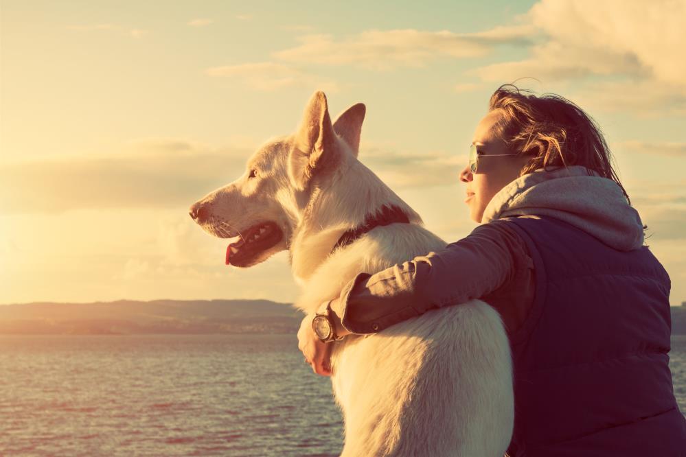 All Seasons Pet Resort: Service Image-0 All Seasons Pet Resort: Service Image-0